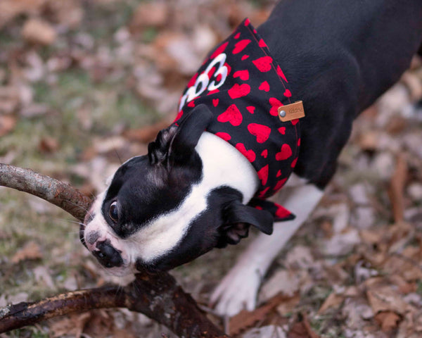 Boston Terrier wearing a premium Puppy Riot Dog bandana