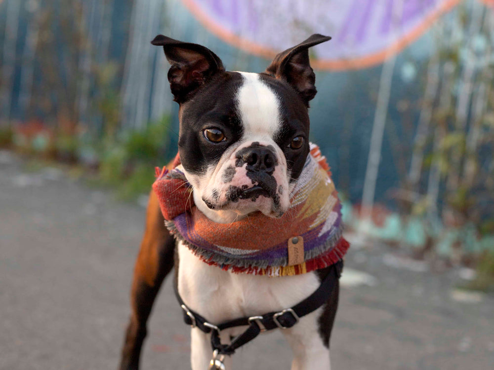 Boston Terrier wearing a south west puppy riot autumn dog bandana