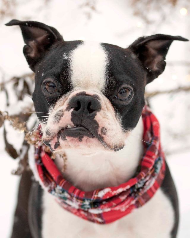 Boston Terrier wearing a Christmas Plaid Dog Infinity Scarf 