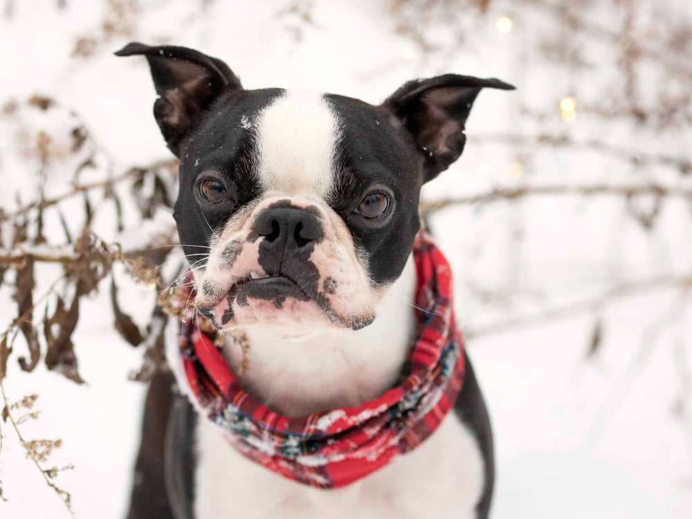 Boston Terrier wearing a Christmas Plaid Dog Infinity Scarf 