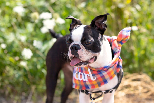 Bright Autumn Flannel Dog Bandana