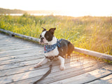 Nautical Navy Dog Bandana