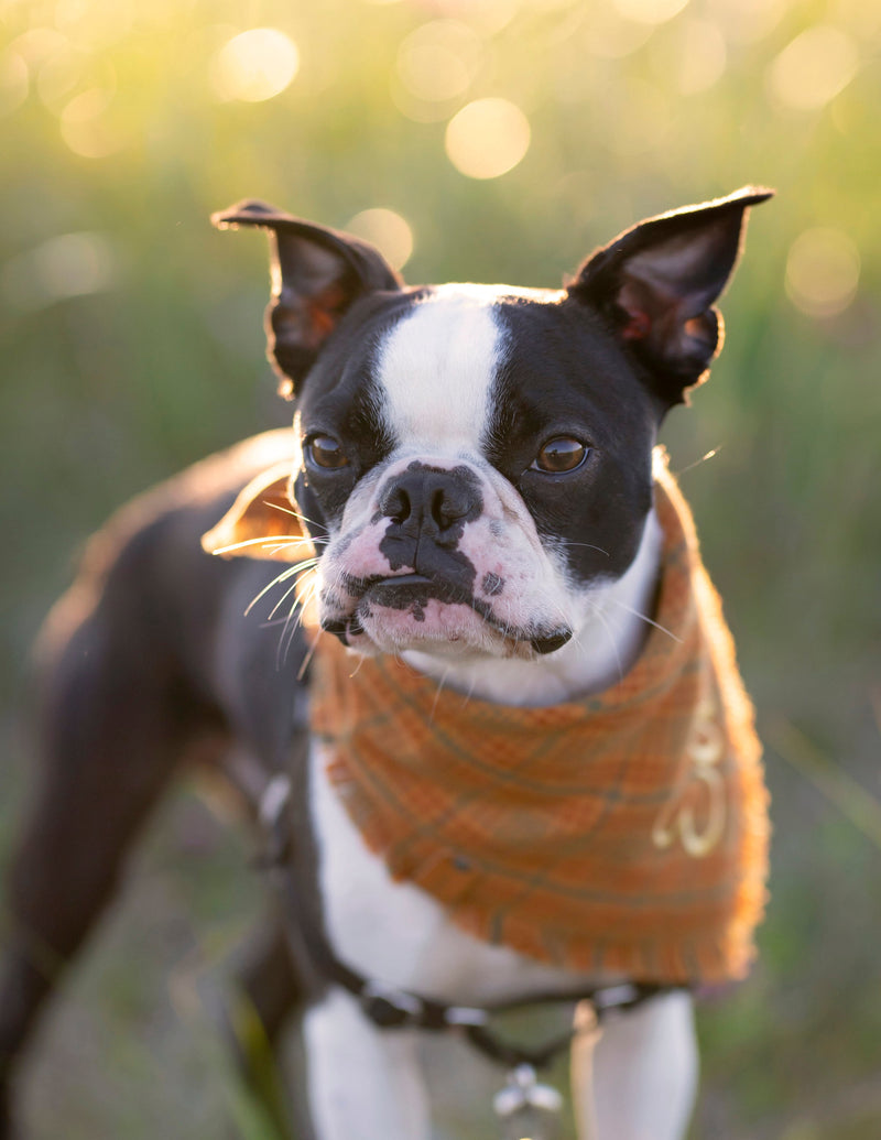 Classic Autumn Flannel Dog Bandana