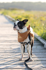 Classic Autumn Flannel Dog Bandana