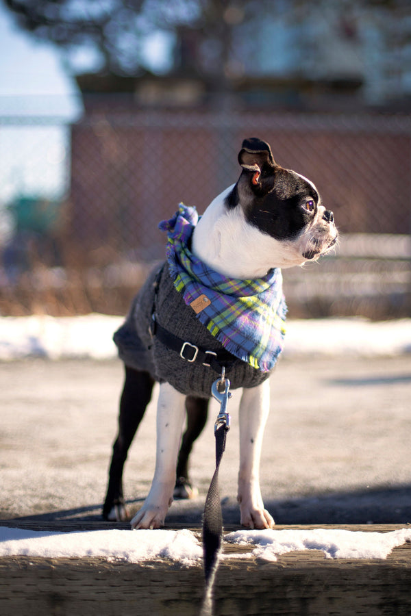 Purple Plaid Flannel Dog Scarf