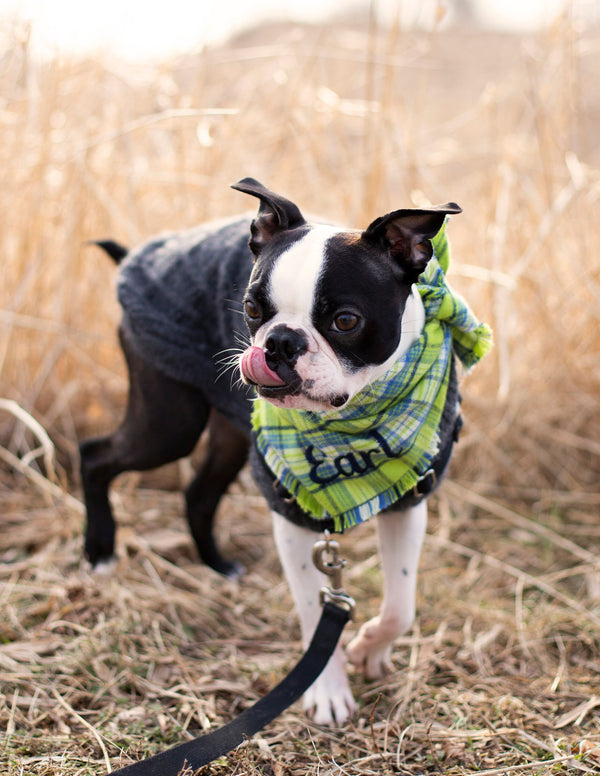 Bright Green Plaid Dog Scarf