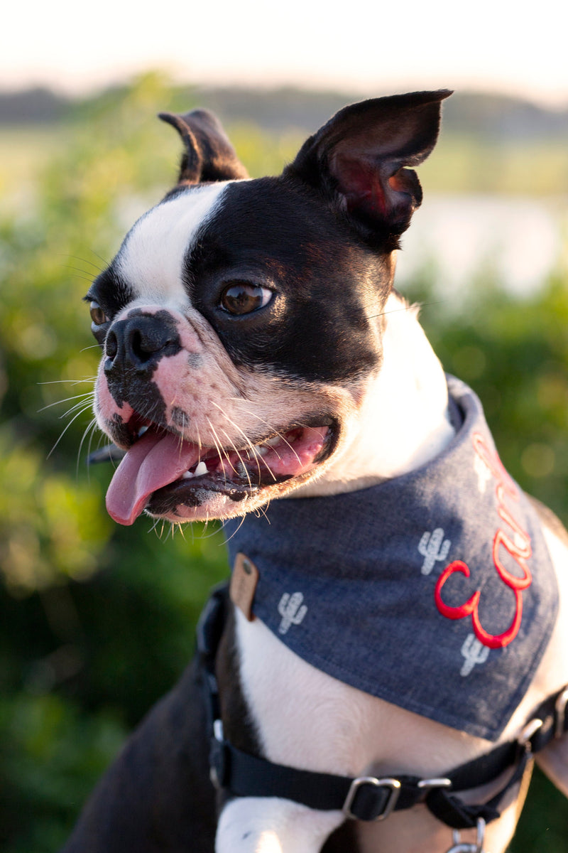 Personalized Denim Dog Bandana