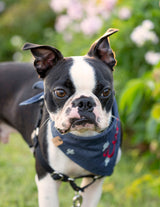 Personalized Denim Dog Bandana