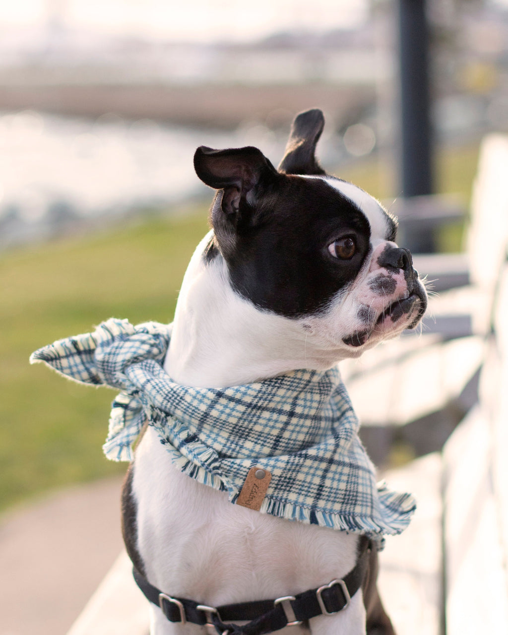 Purple Plaid Dog Scarf 🐾 Puppy Riot 🐾 100% Premium Cotton – Puppy Riot  Designs