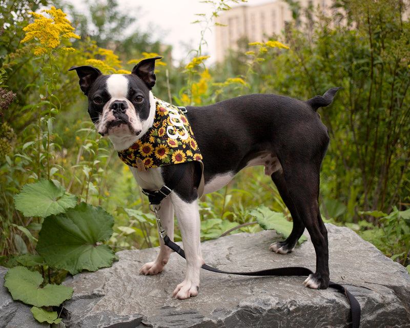 Personalized Sunflower Dog Bandana