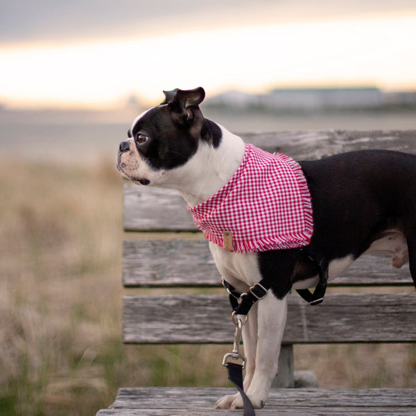 Red Gingham Dog Bandana