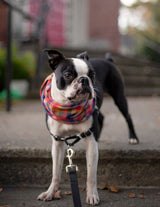 Bright Plaid Flannel Infinity Dog Scarf